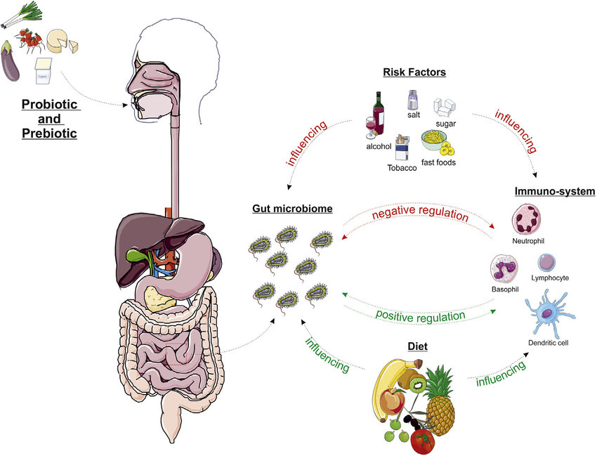 Schematic diagram of intestinal microbiota