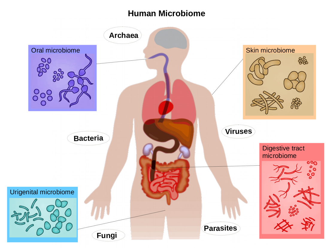 Comprehensive science explanation on probiotics and intestinal health